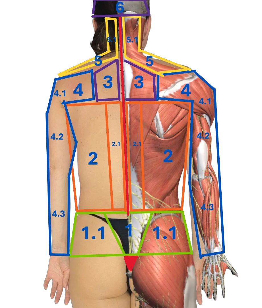Back muscle anatomy chart for massage therapists
