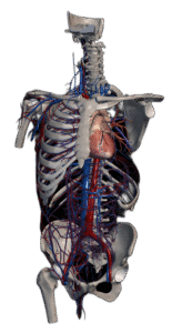 circulatory system